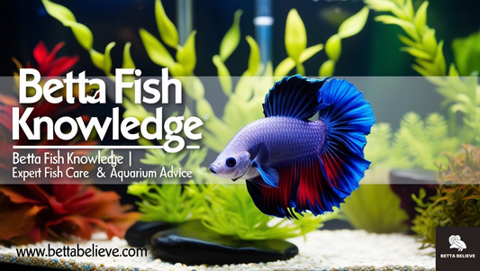 Betta Fish Knowledge + Fish Care