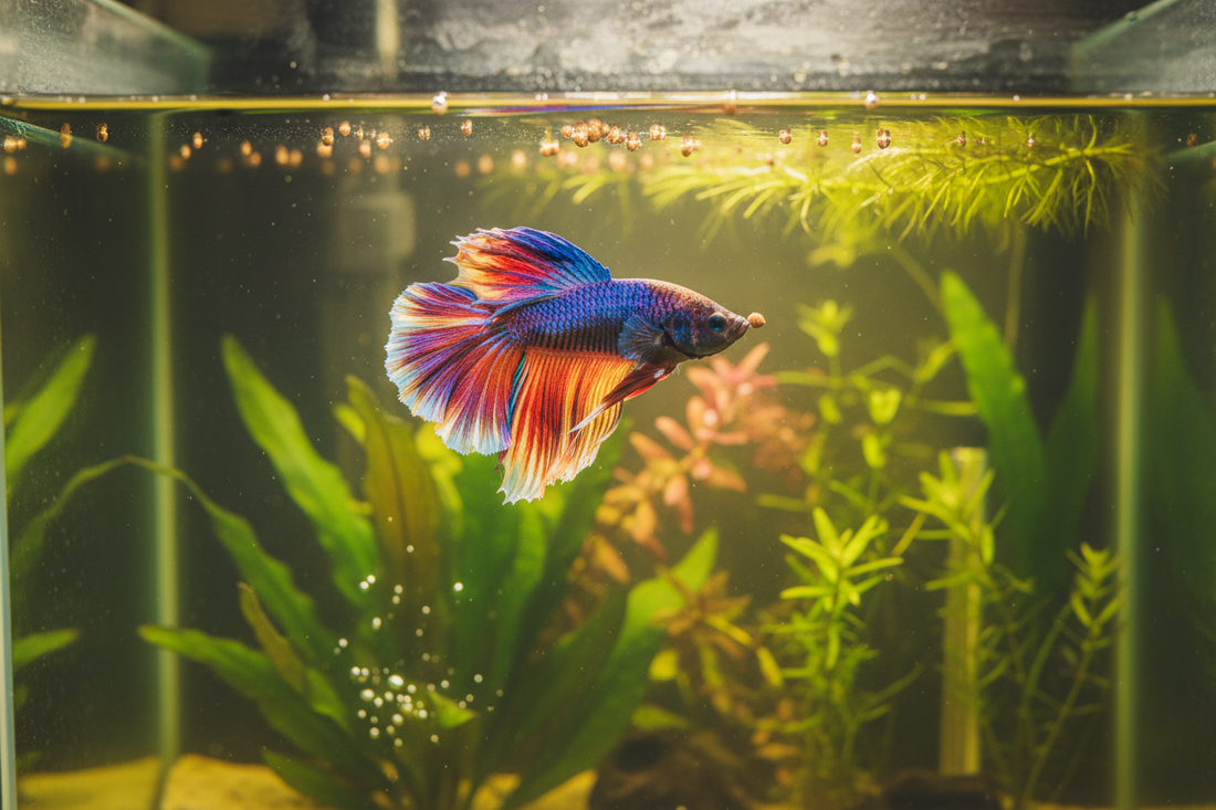 How to Feed Betta Fish: A Beginner's Guide to Feeding Routines