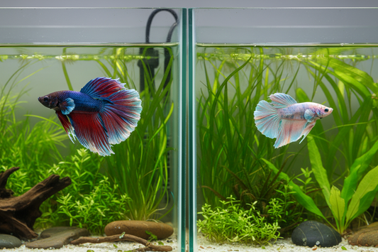 Male vs. Female Betta Fish: What's the Difference?